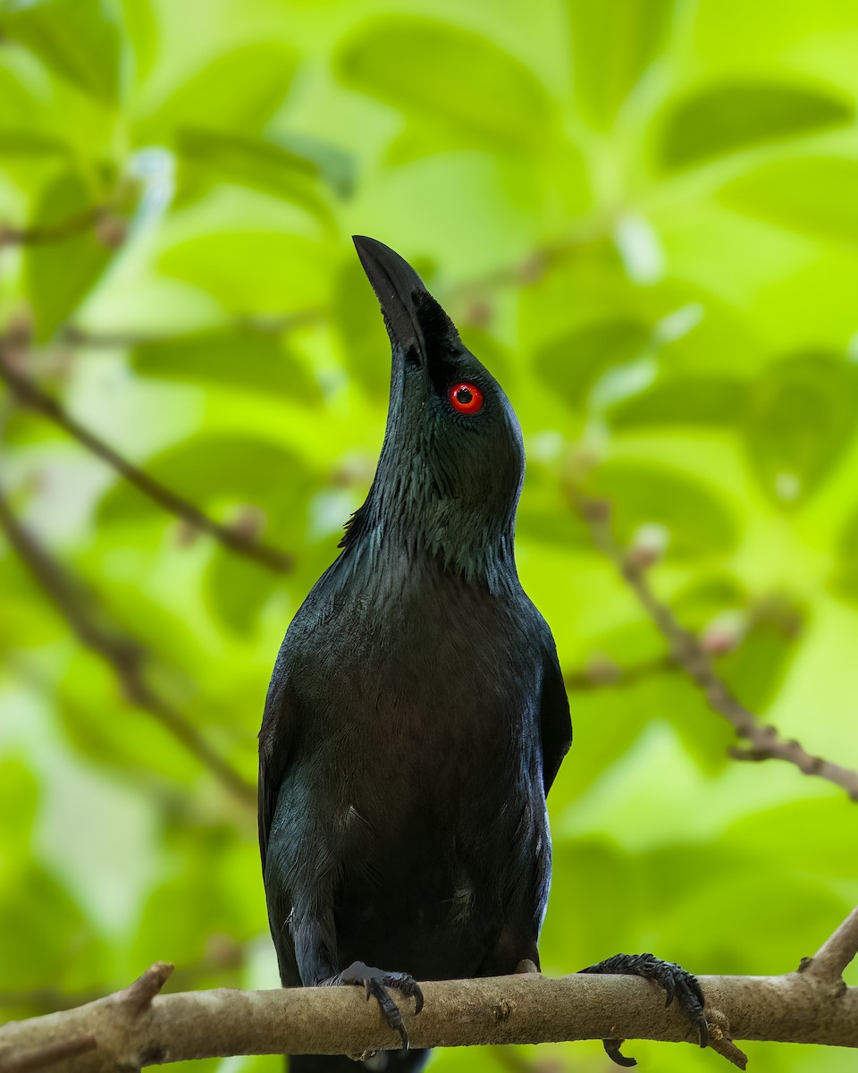 Asian Glossy Starling - ML636336347
