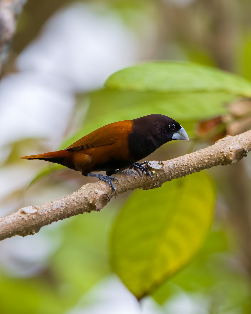 Chestnut Munia - ML636336355