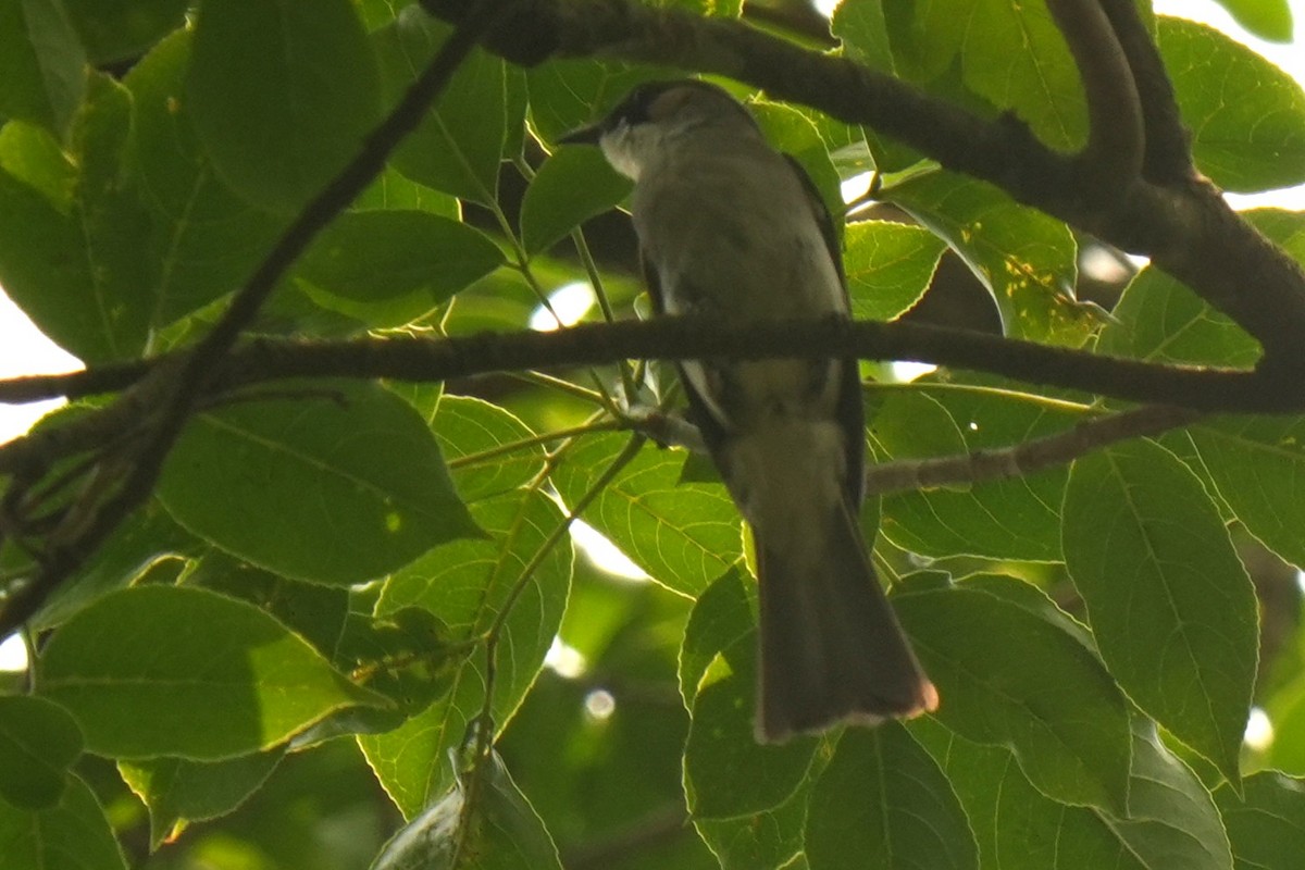 Ashy Bulbul - ML636336403