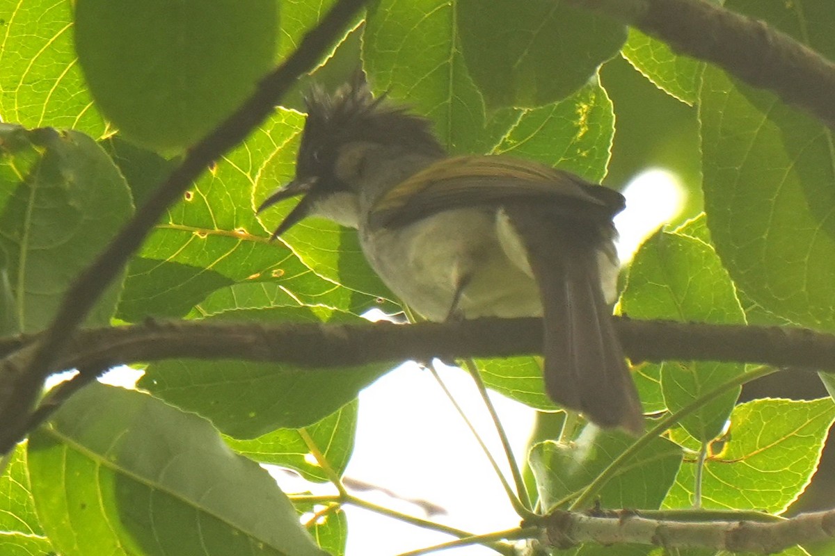 Ashy Bulbul - ML636336404