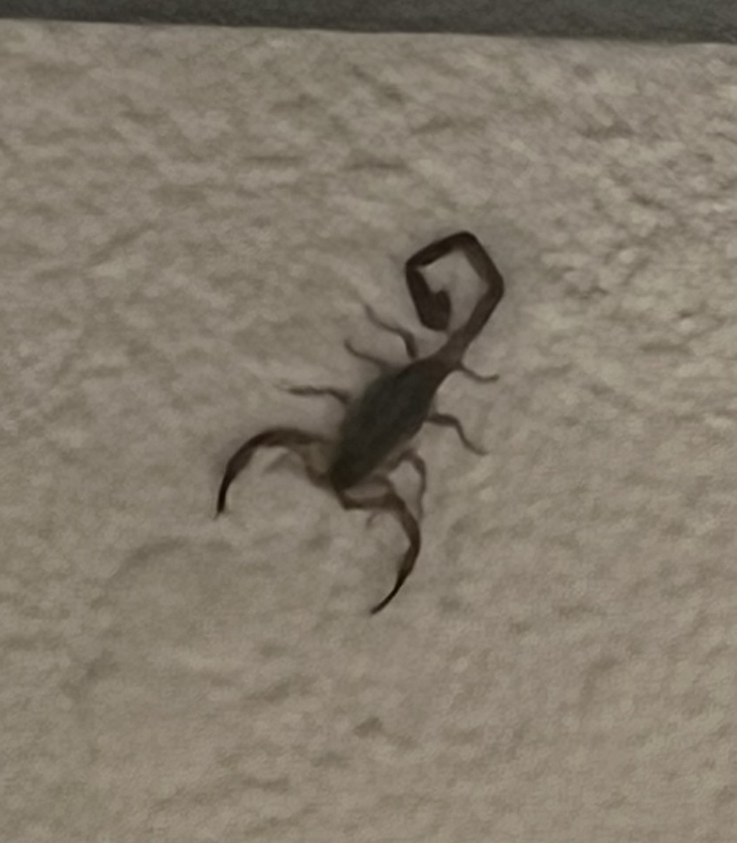 Hentz Striped Scorpion - ML636336409