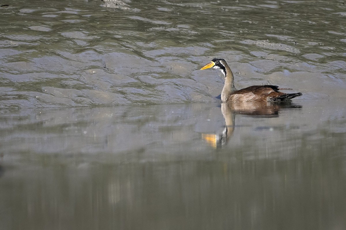 Masked Finfoot - ML636336443