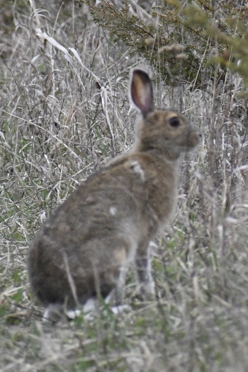 Animals - ML636336450