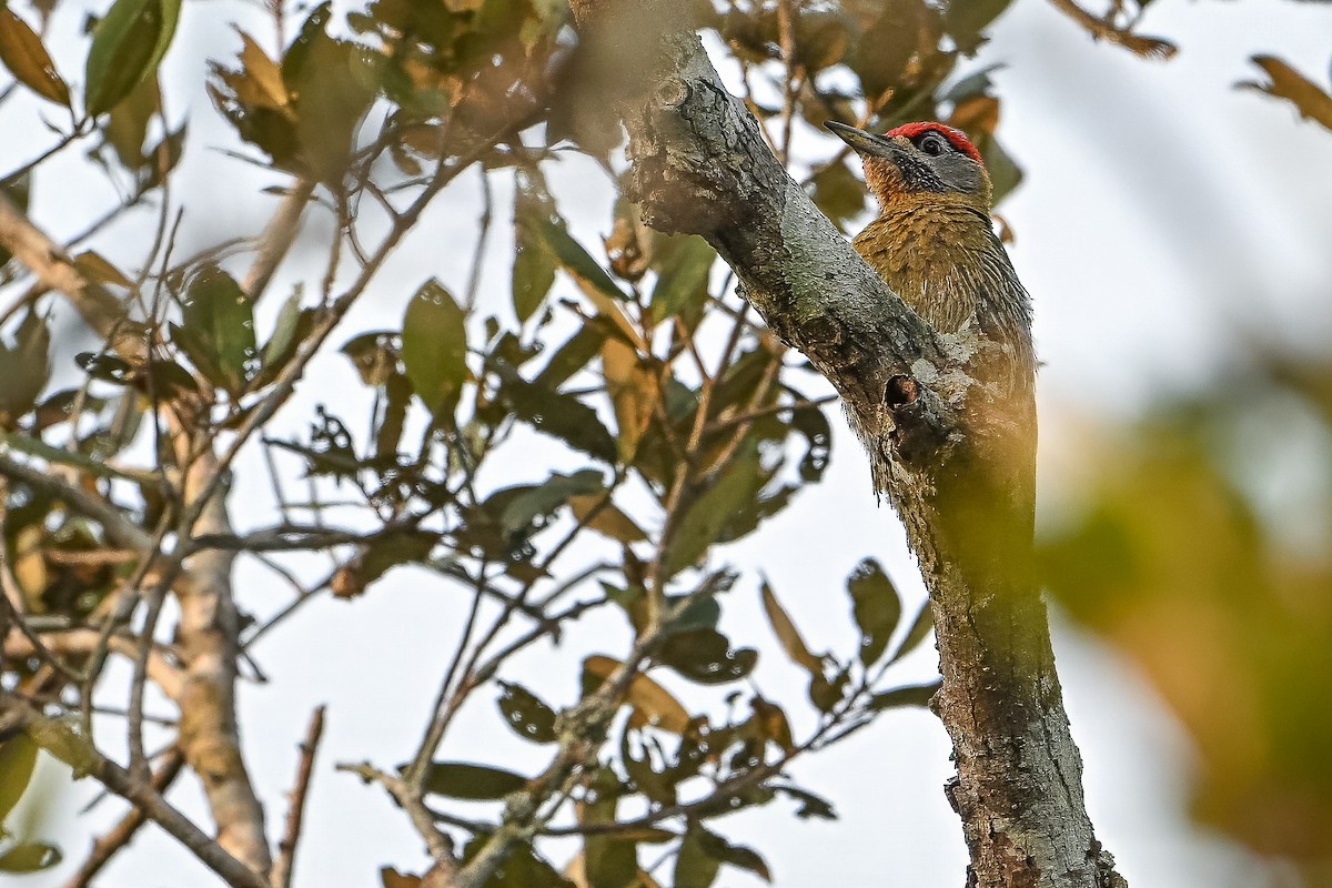 Streak-breasted Woodpecker - ML636336470