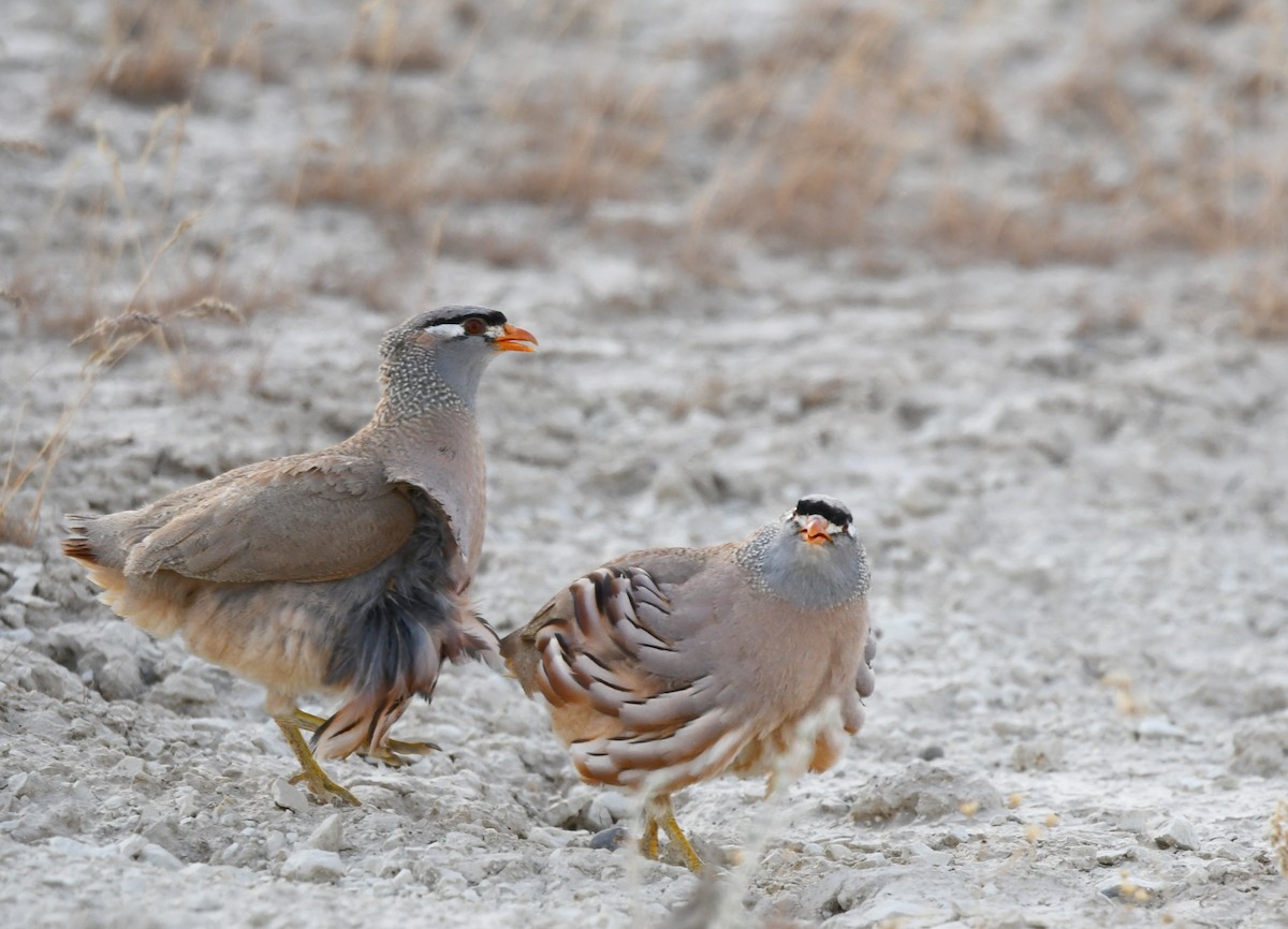 See-see Partridge - ML636336473