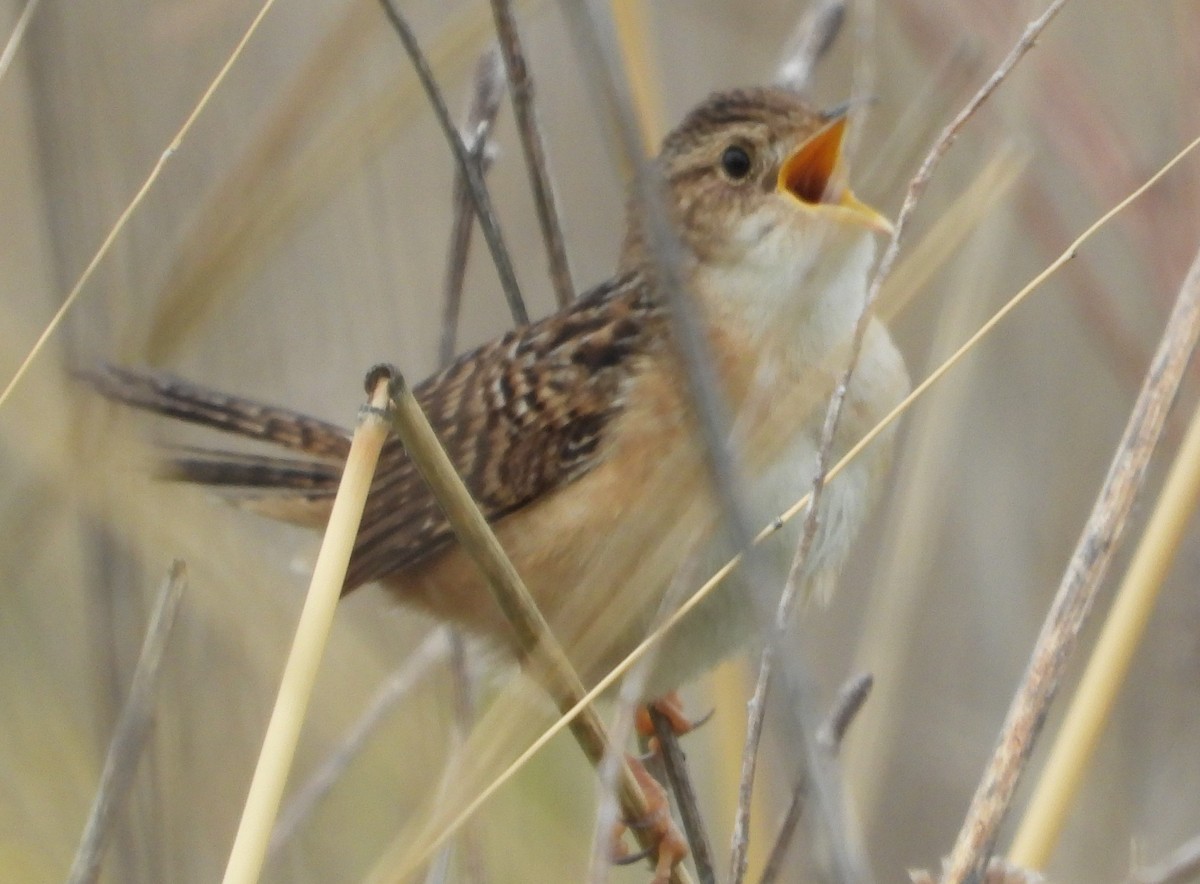 Sedge Wren - ML636336485