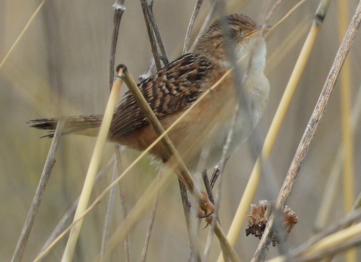 Sedge Wren - ML636336486