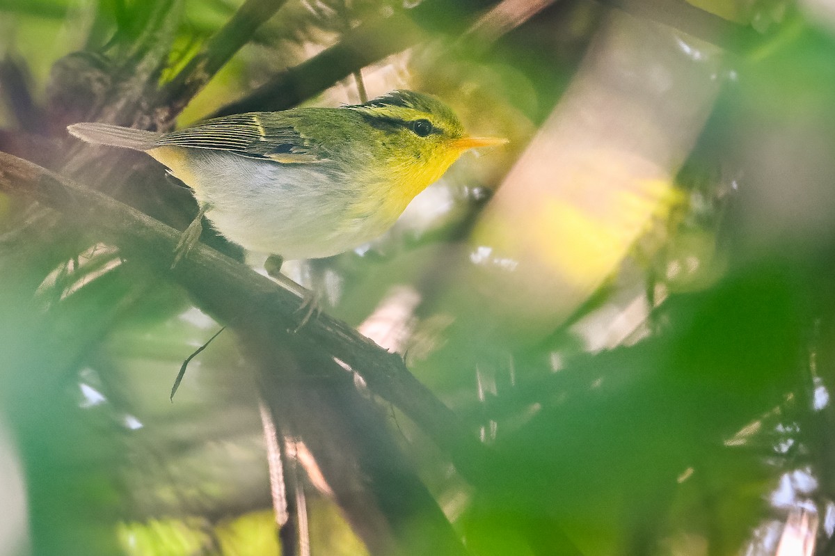 Yellow-vented Warbler - ML636336512