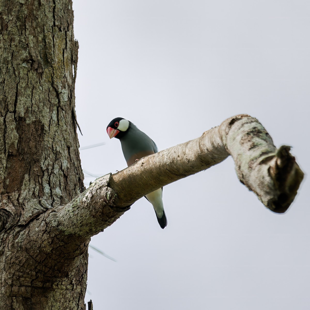 Java Sparrow - ML636336518