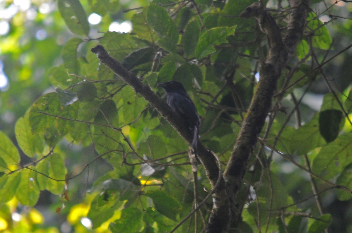 Sharpe's Drongo (Western) - ML636336526