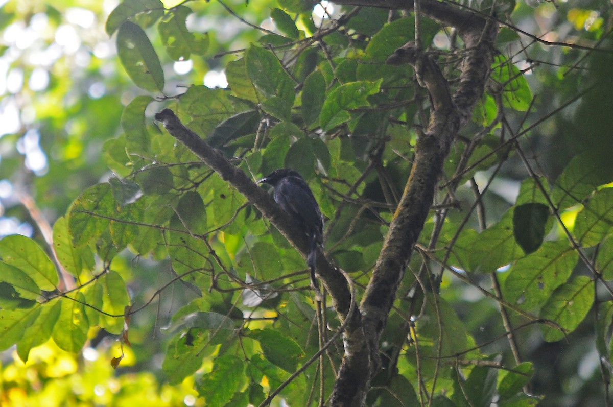 Sharpe's Drongo (Western) - ML636336527