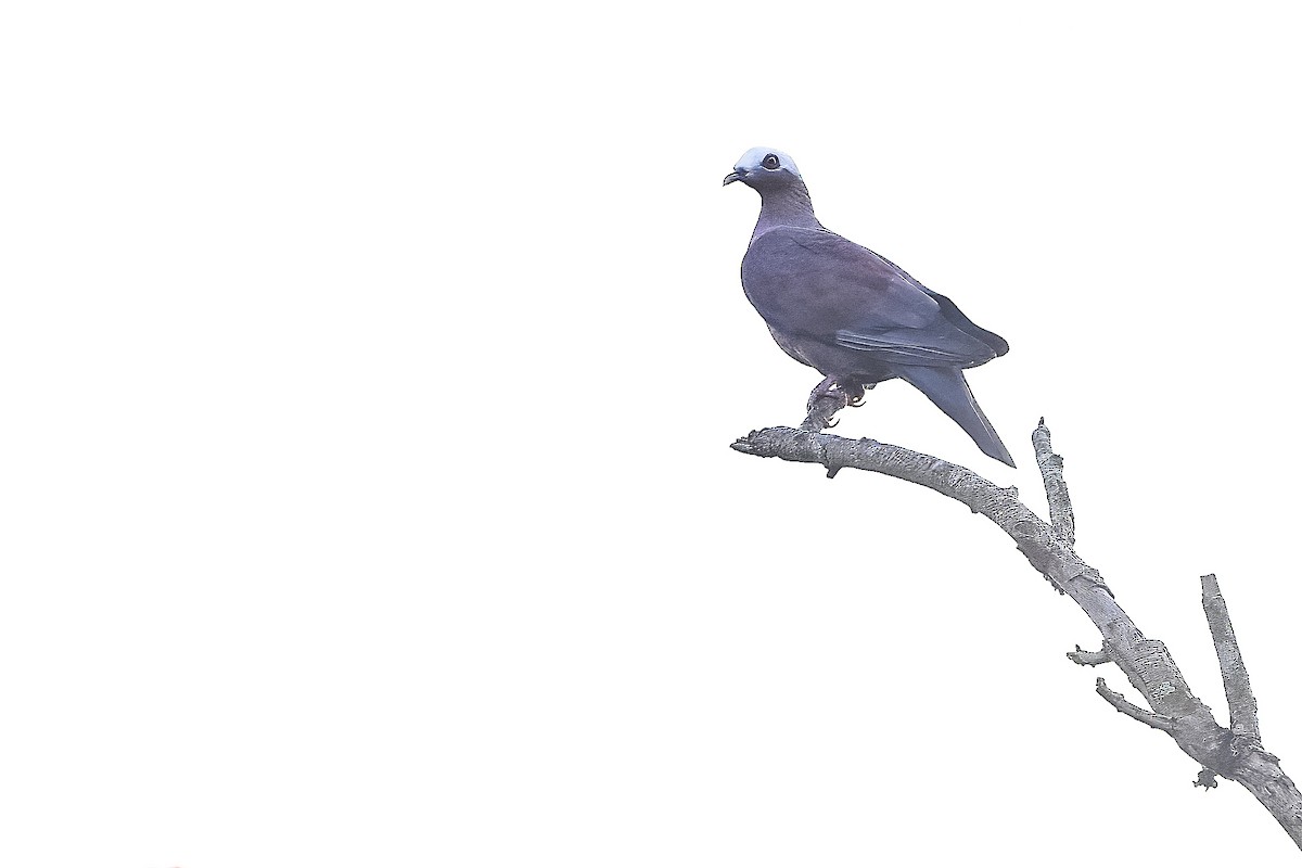 Pale-capped Pigeon - ML636336532