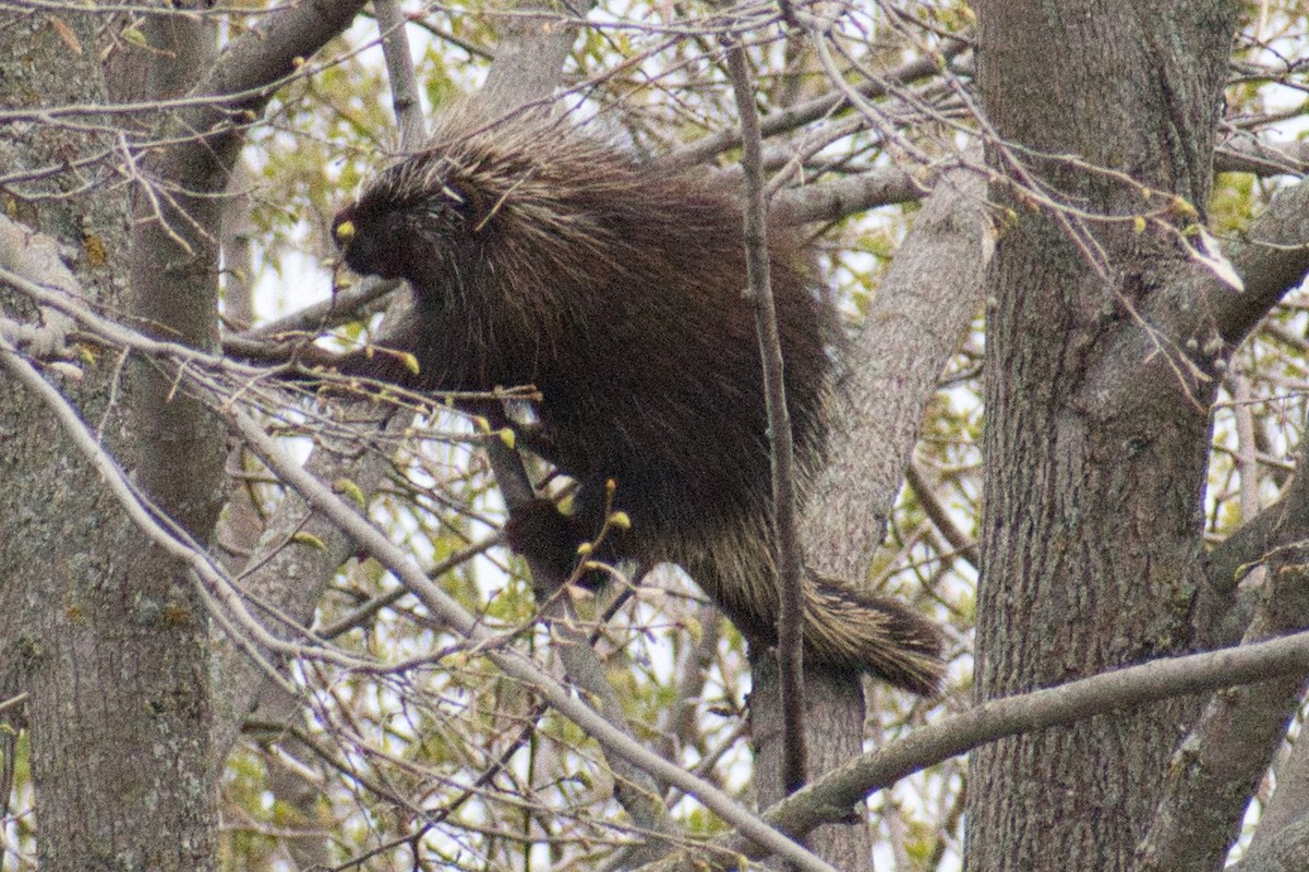 Animals - ML636336541