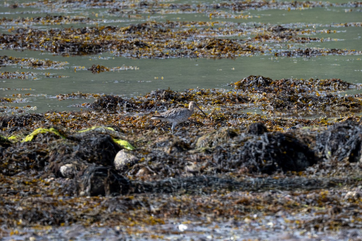 Eurasian Curlew - ML636336563