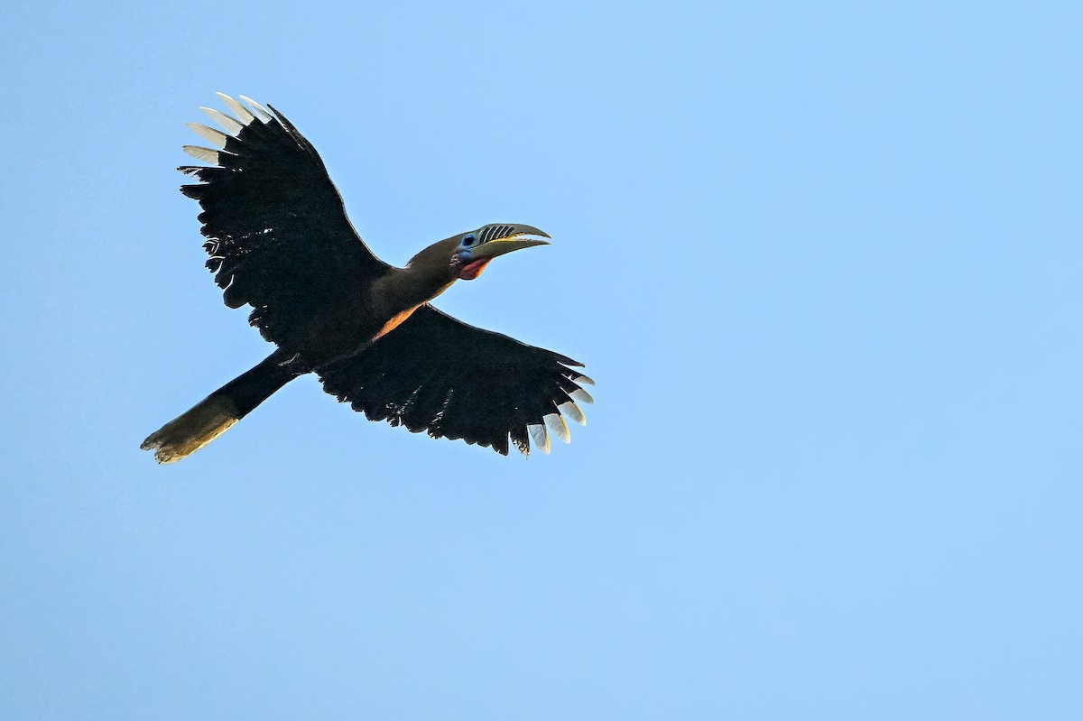 Rufous-necked Hornbill - ML636336569