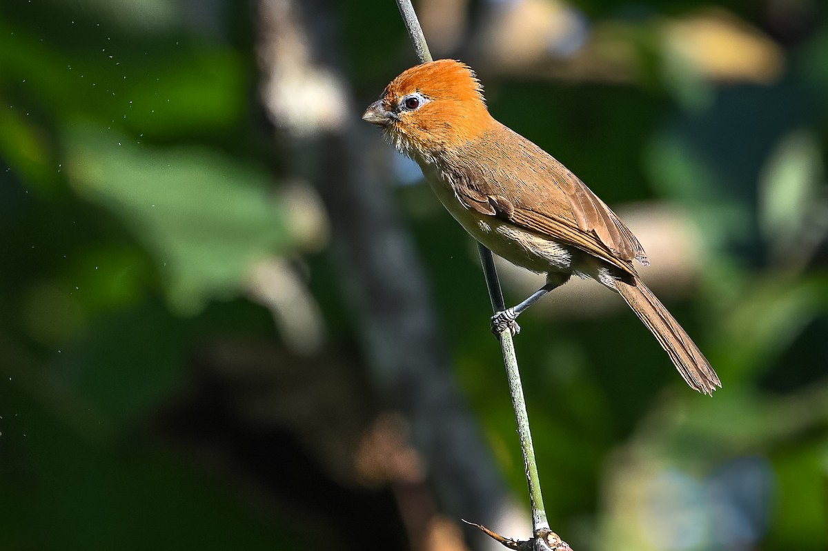 Rufous-headed Parrotbill - ML636336573
