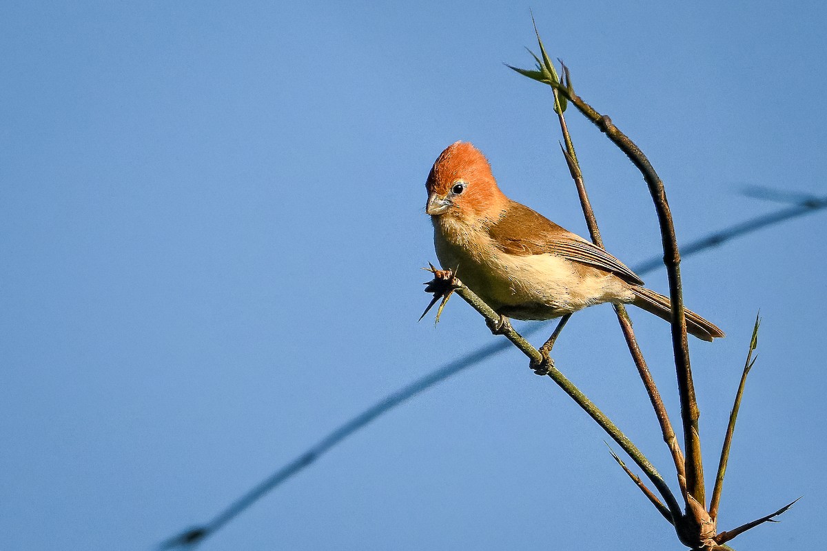 Rufous-headed Parrotbill - ML636336574