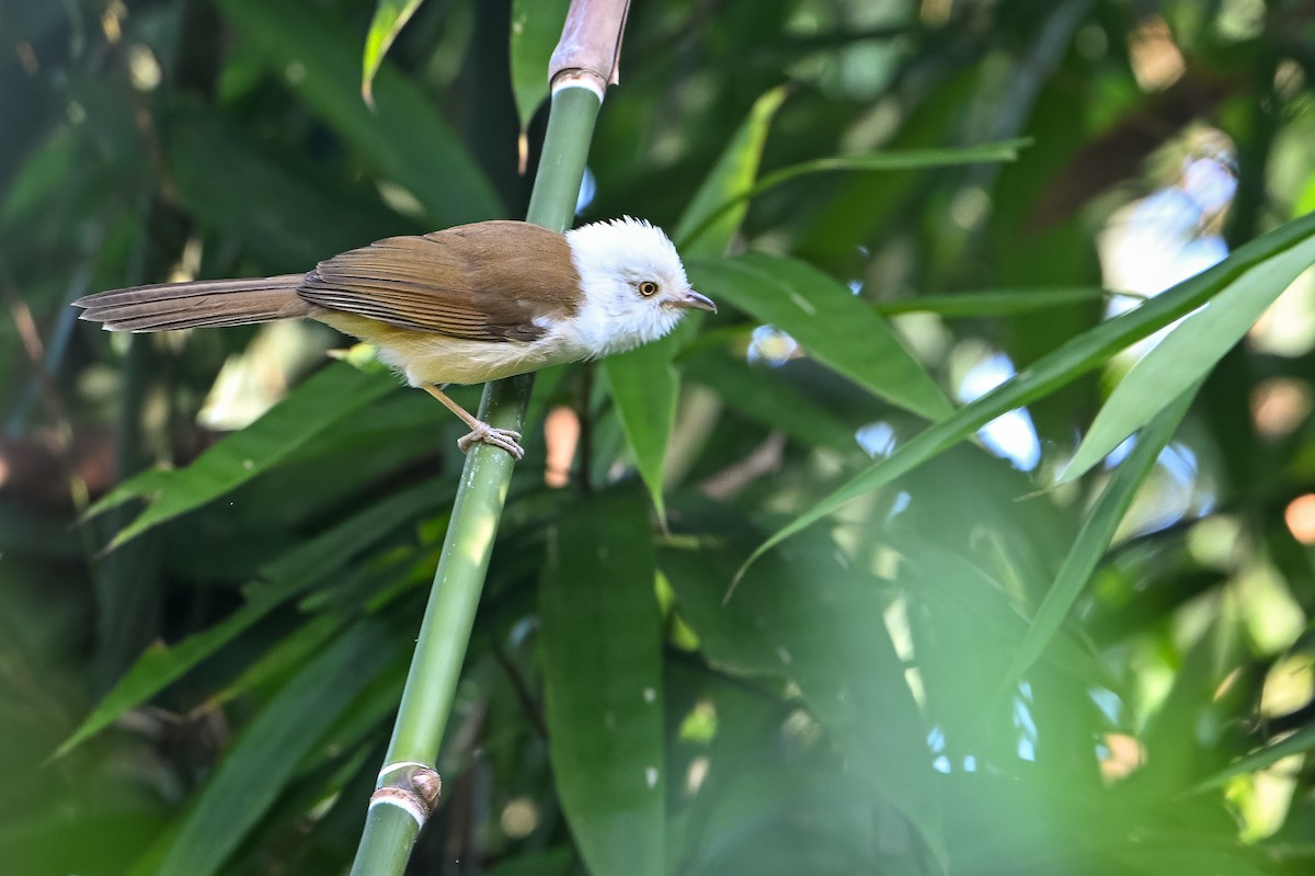 White-hooded Babbler - ML636336575
