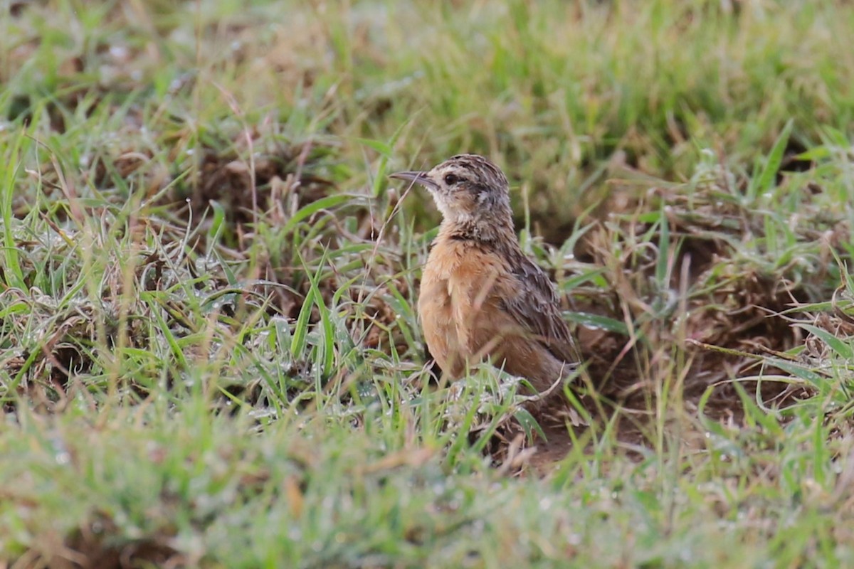 Beesley's Lark - ML636336596