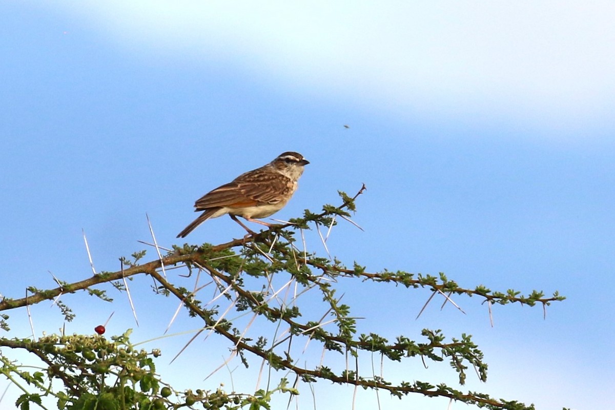 Fawn-colored Lark (Foxy) - ML636336600
