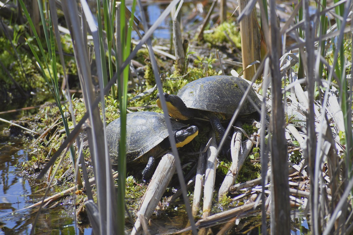 Animals - ML636336647