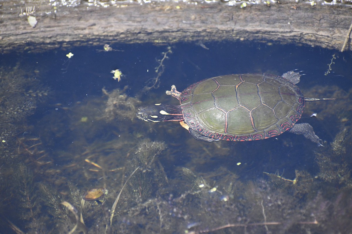 Animals - ML636336686