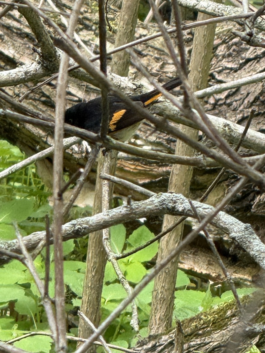 American Redstart - ML636336724