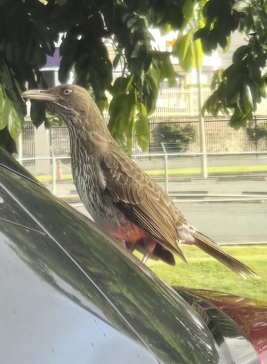 Pearly-eyed Thrasher - ML636336779