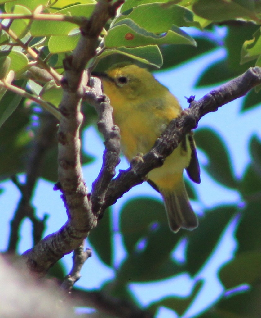 Southern Yellow White-eye - ML636336883