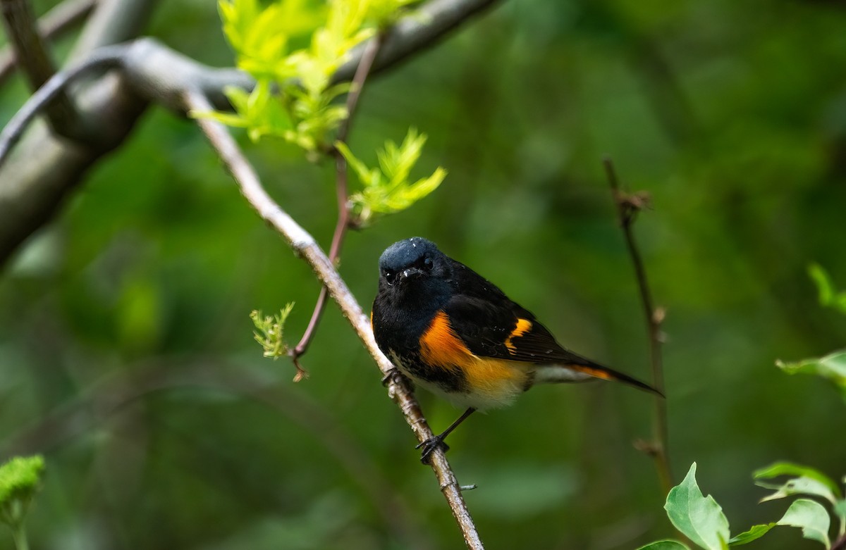 American Redstart - ML636336941