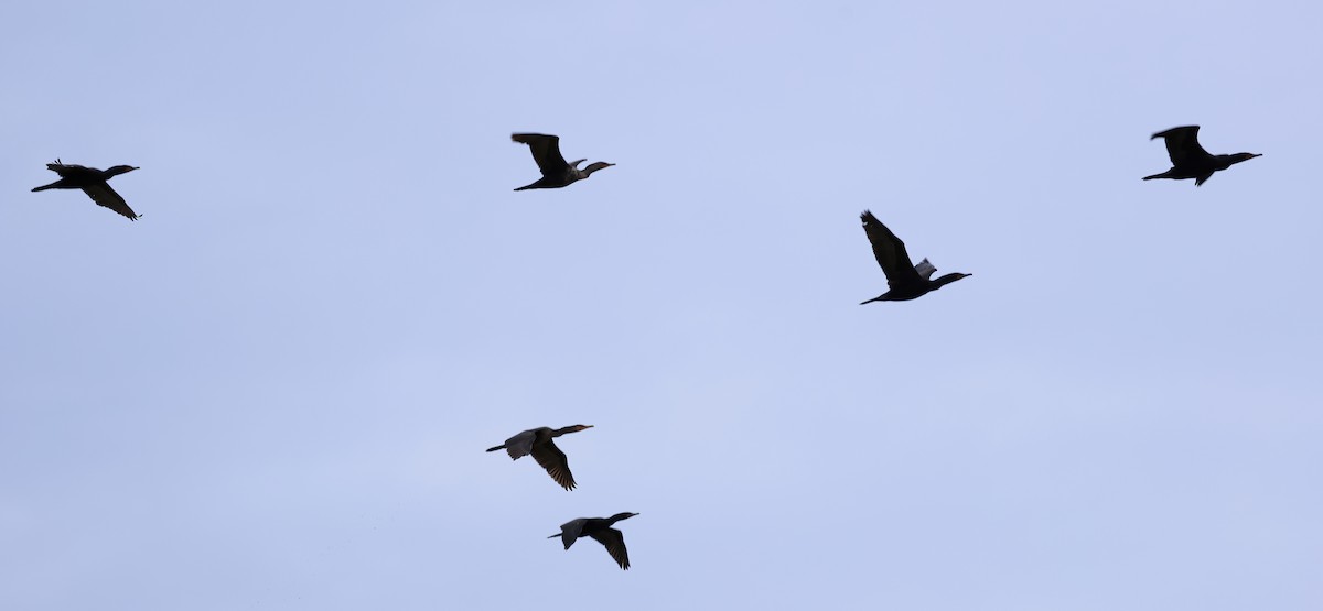 Double-crested Cormorant - ML636336981