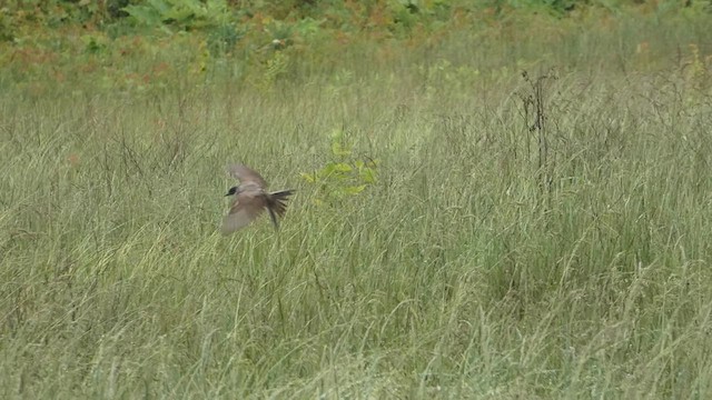 Fork-tailed Flycatcher - ML636337027