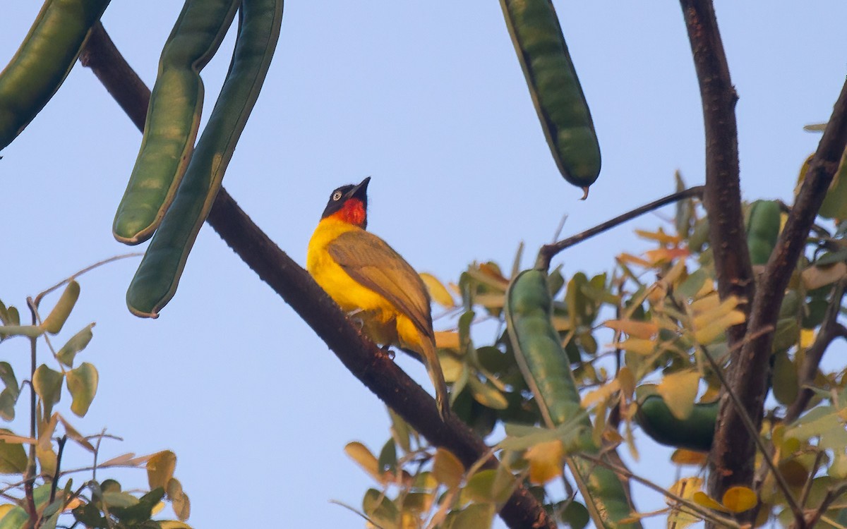 Flame-throated Bulbul - ML636337029