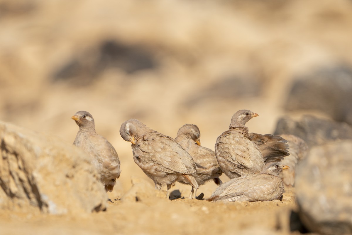 Sand Partridge - ML636337076