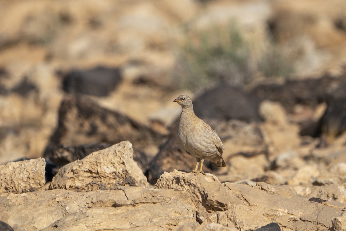 Sand Partridge - ML636337077
