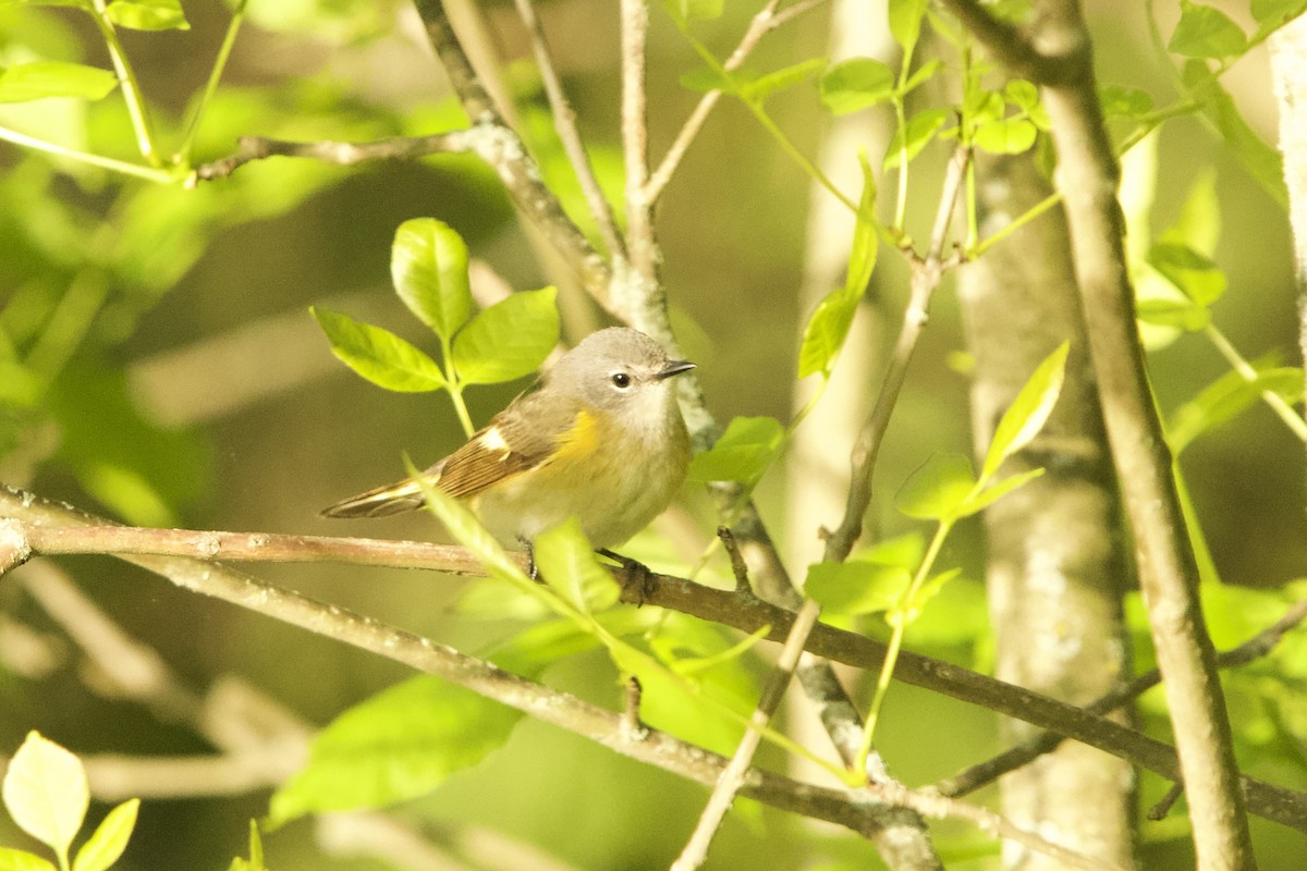 American Redstart - ML636337086