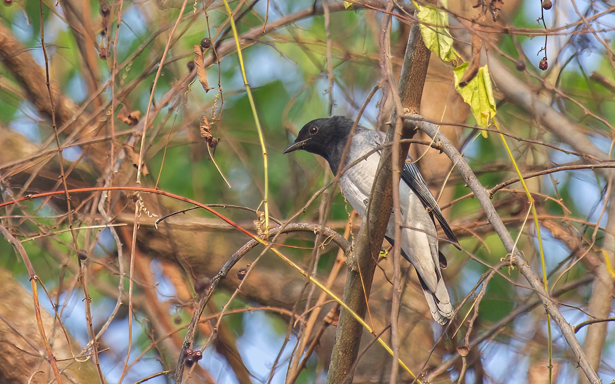 Black-headed Cuckooshrike - ML636337090