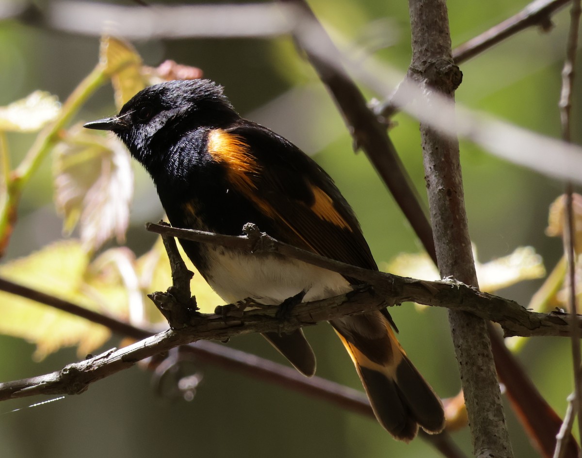 American Redstart - ML636337091
