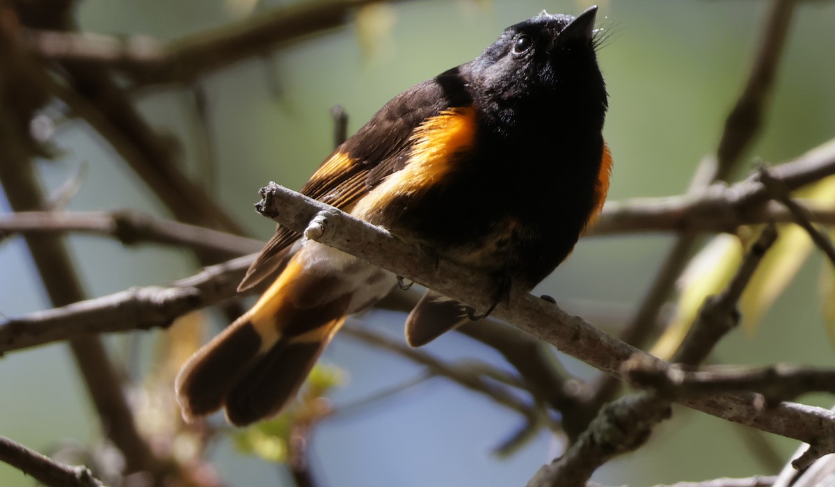 American Redstart - ML636337092