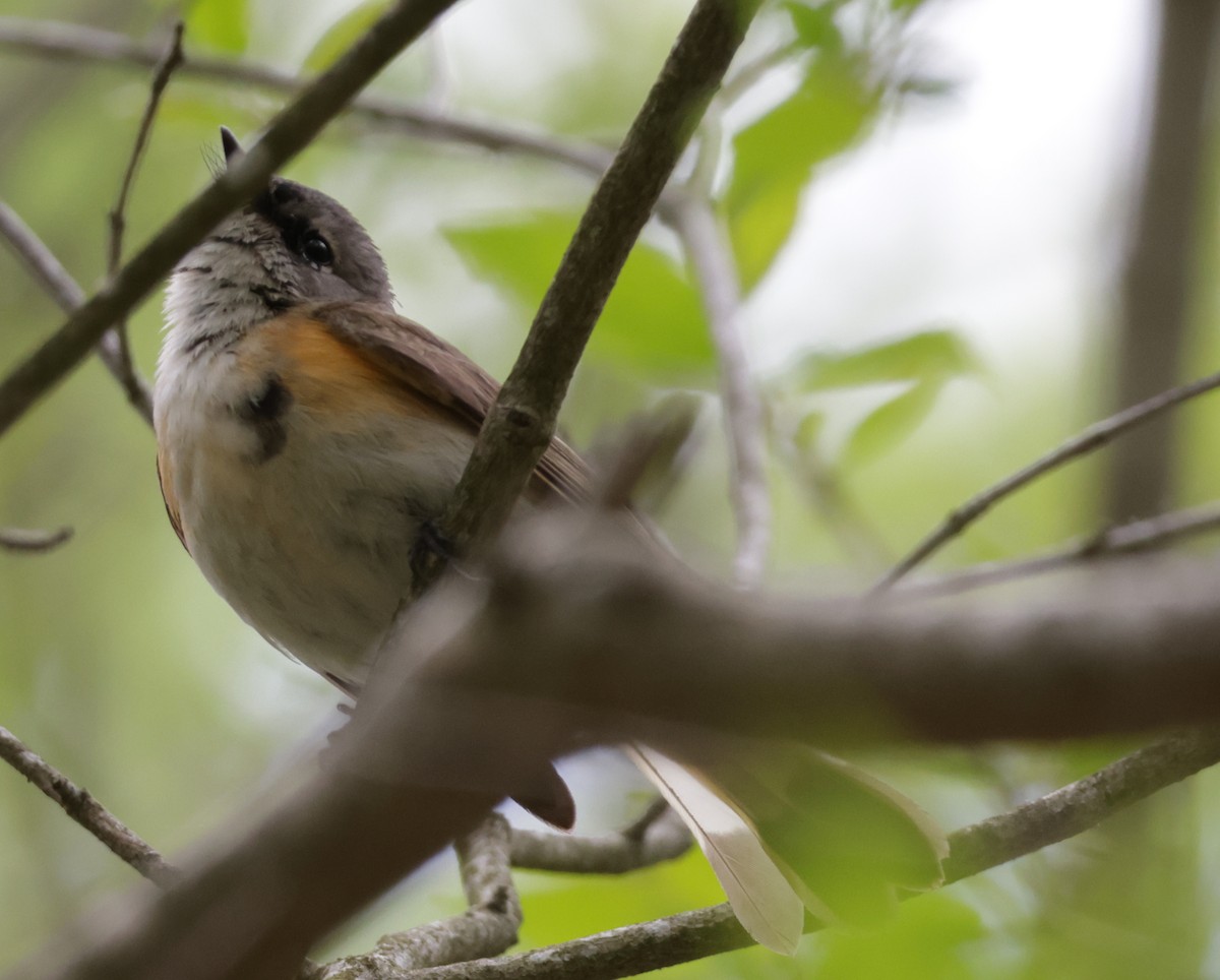 American Redstart - ML636337096
