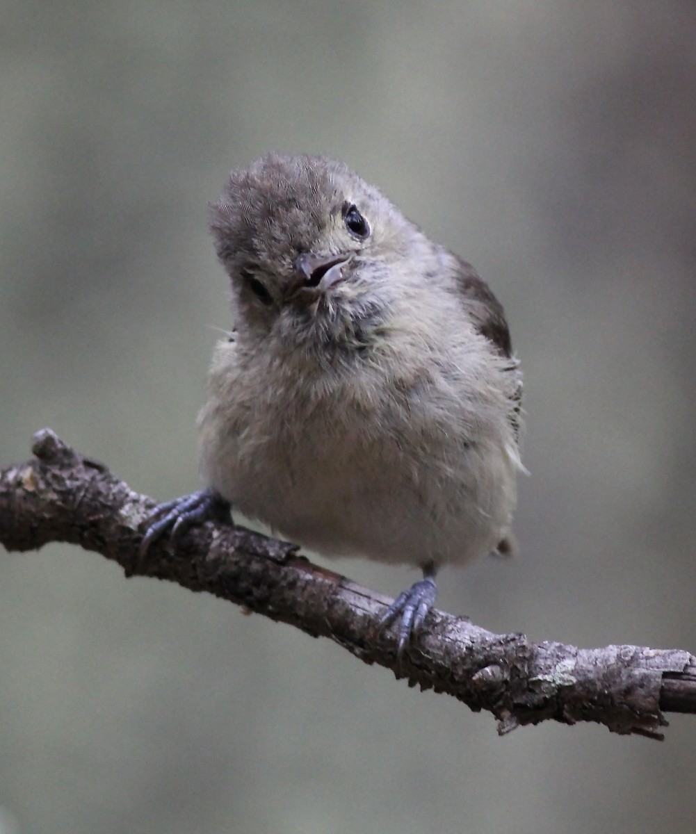 Hutton's Vireo - Jason Leifester