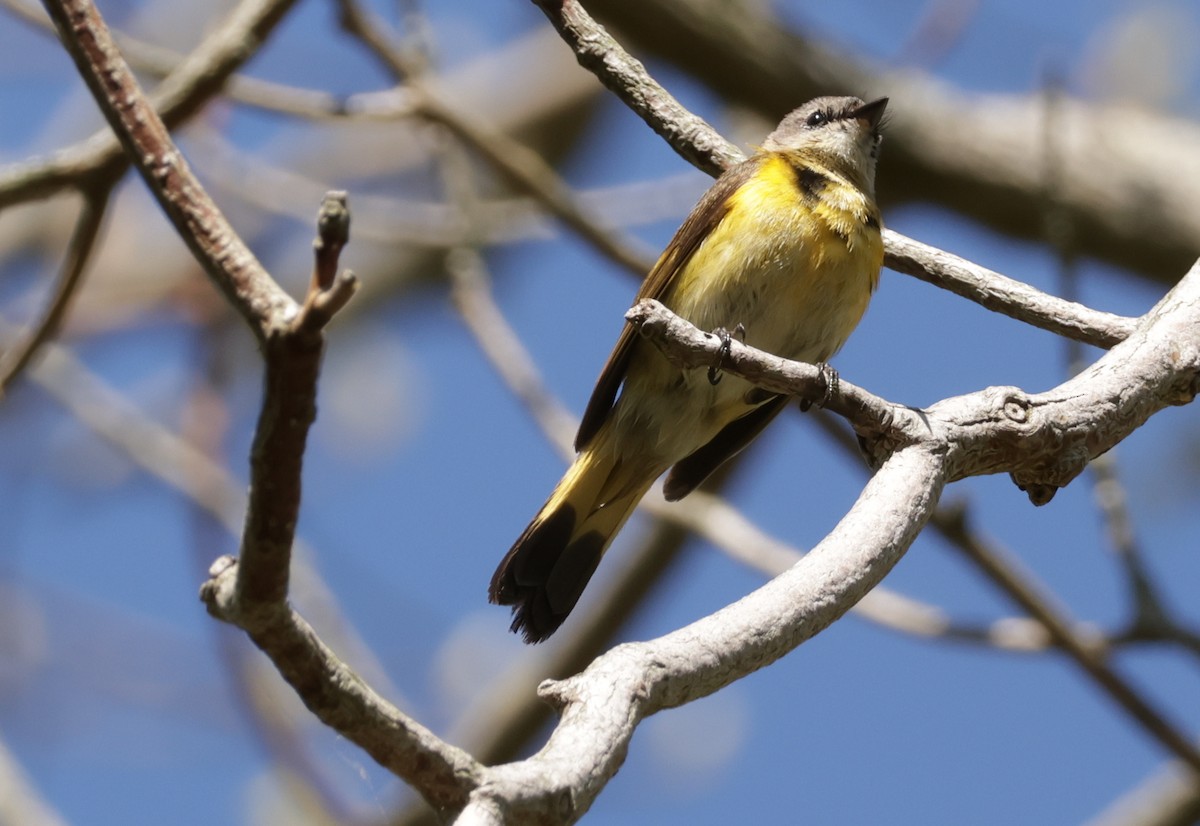 American Redstart - ML636337125