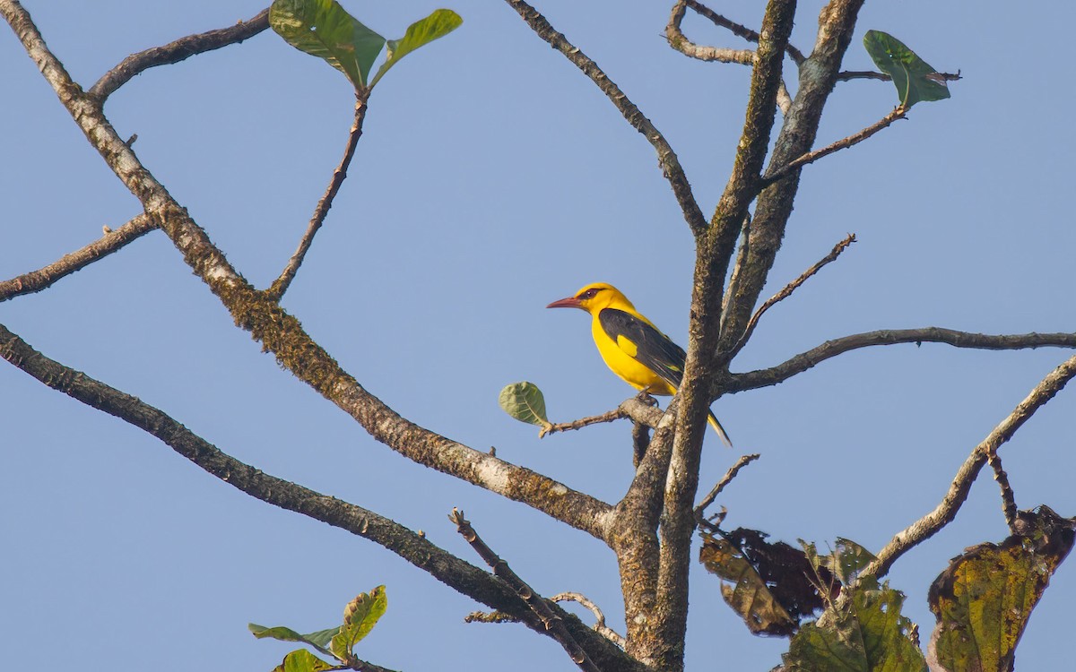 Indian Golden Oriole - ML636337126