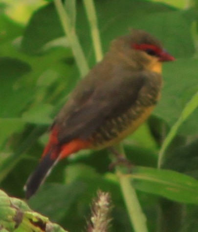 Zebra Waxbill - ML636337160