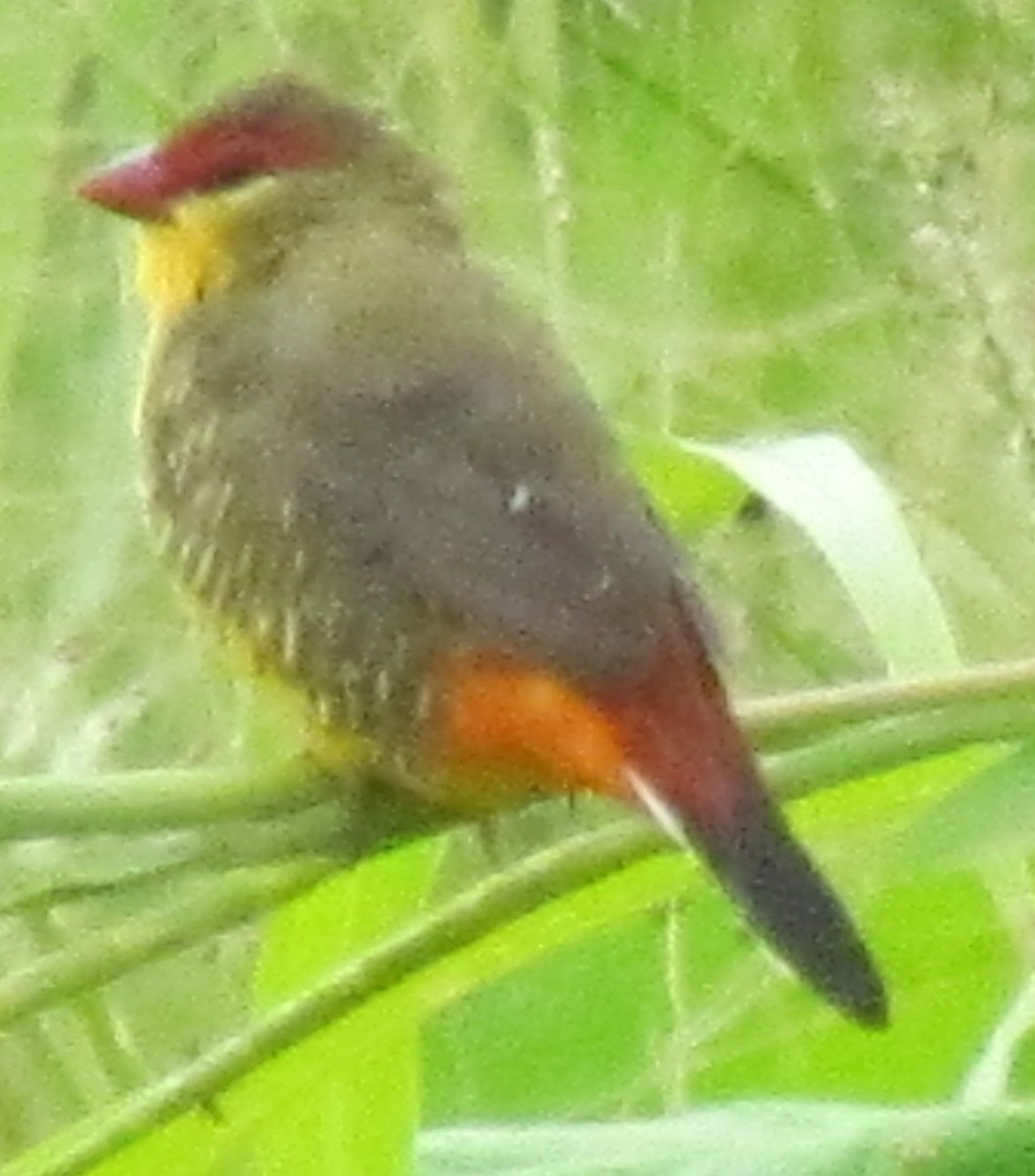 Zebra Waxbill - ML636337161