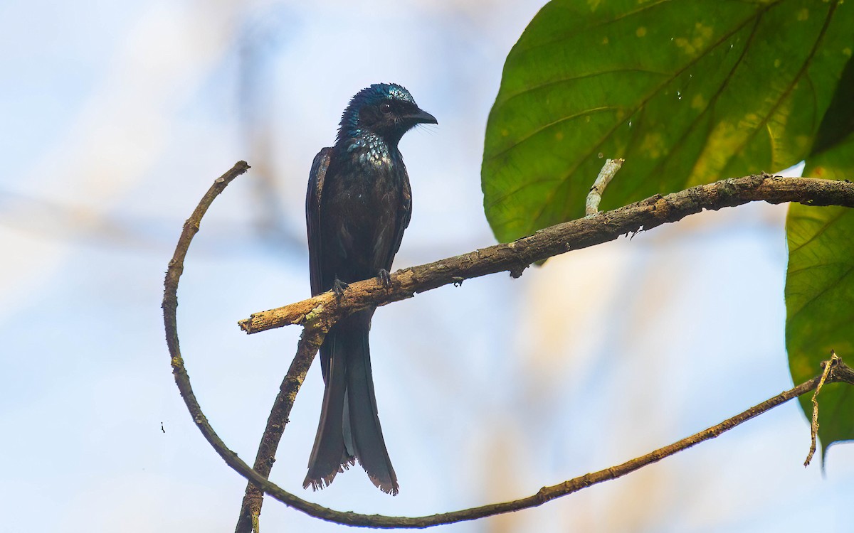 Bronzed Drongo - ML636337211