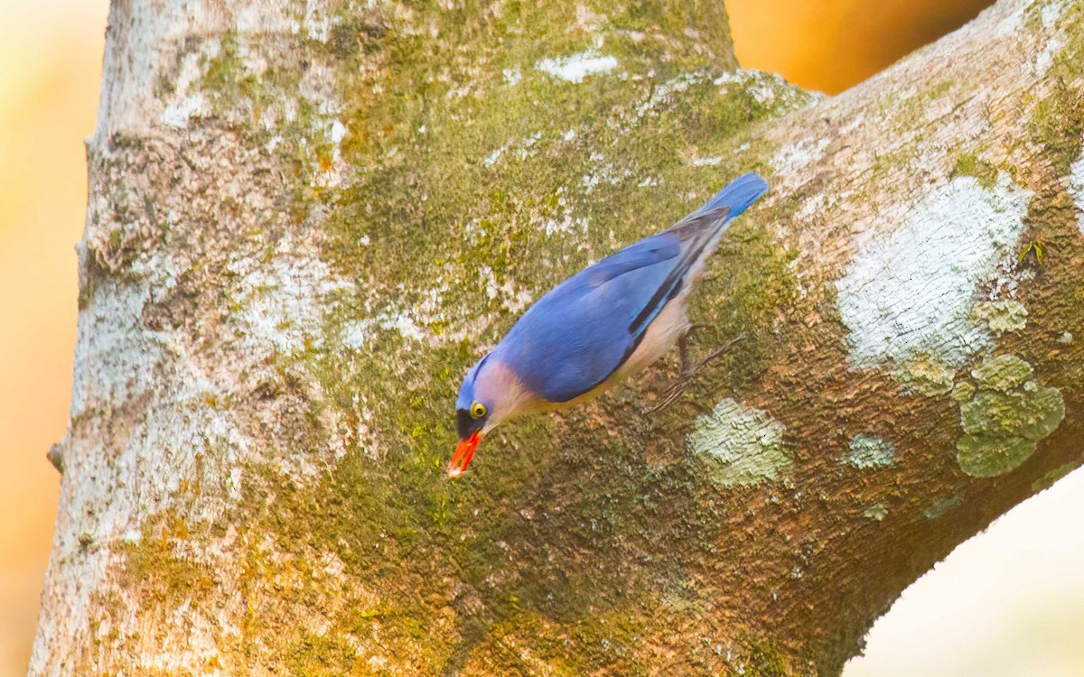 Velvet-fronted Nuthatch - ML636337217