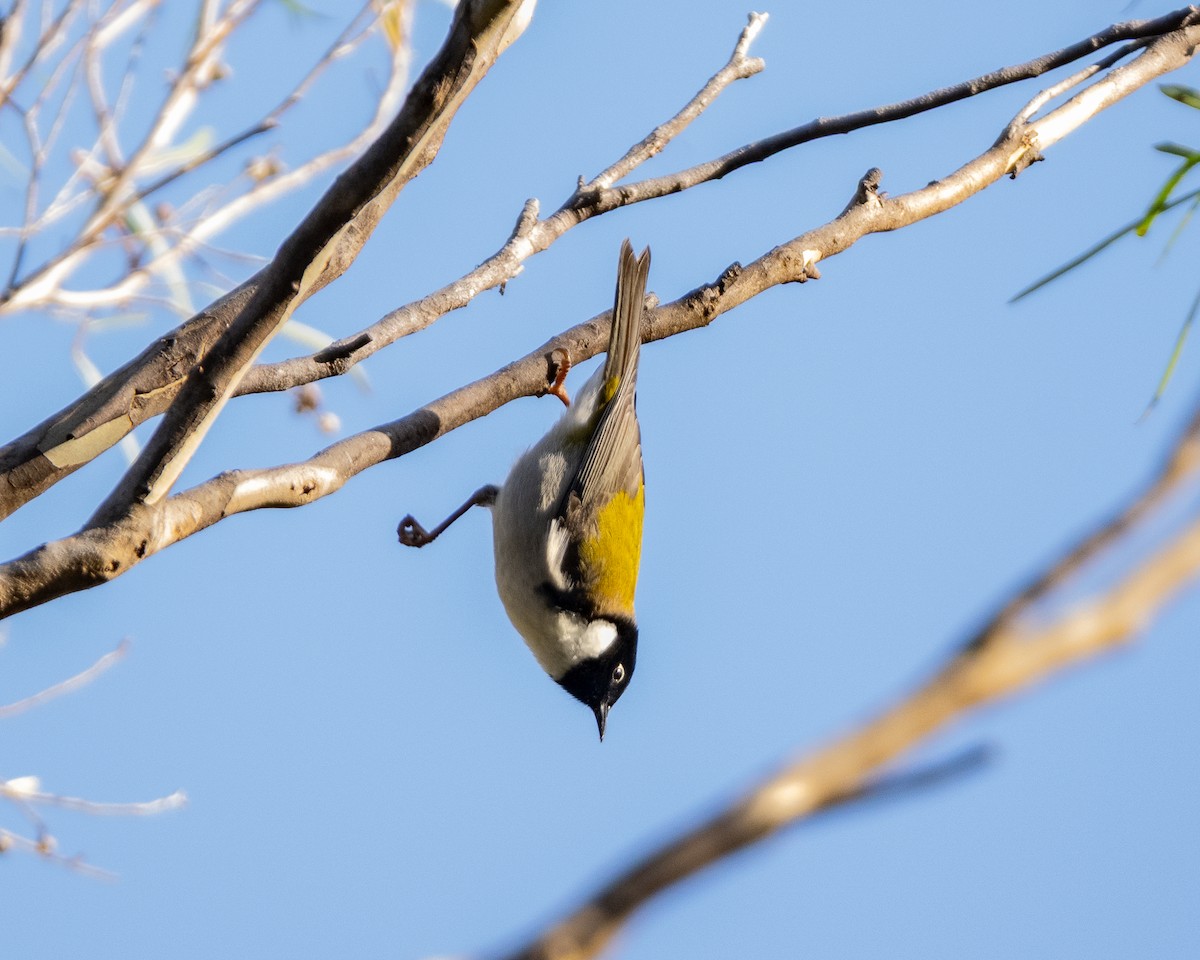 Black-headed Honeyeater - ML636337220