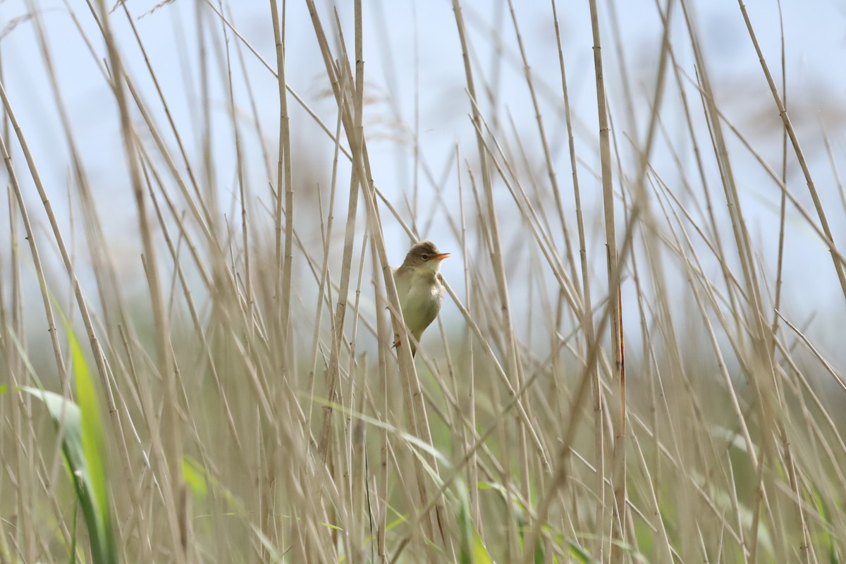 Marsh Warbler - ML636337230