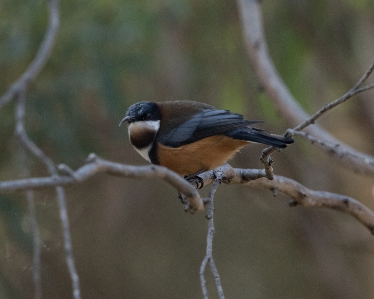 Eastern Spinebill - ML636337231